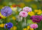 Flower Meadow 2.jpg : Crookes Valley Park, Sheffield, 23 July, 2021